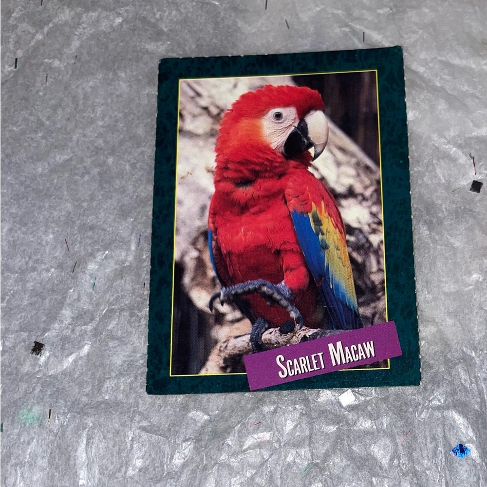 ZOO🪹 LIFE🪺SCARLET MACAW🦜